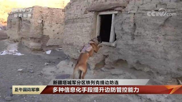 被高科技武装的狗子!解放军边防部队远程遥控军犬对敌实施抓捕