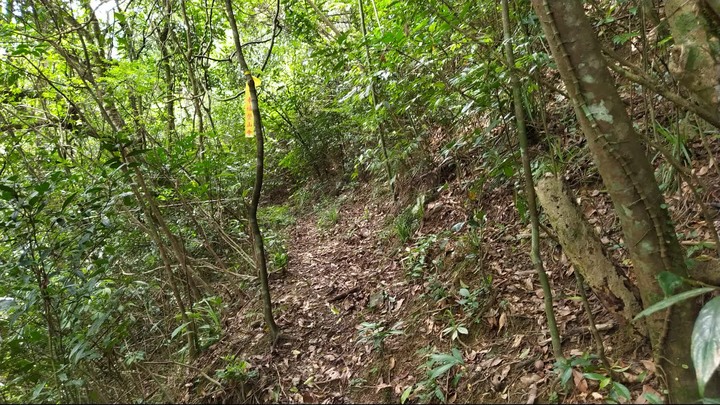 [樂山童盟] [新北坪林] 漁光國小通學古道-大舌湖步道-大舌湖越嶺古道-大舌湖山