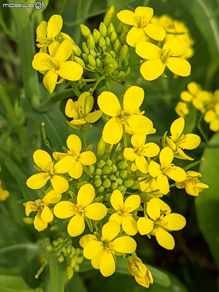 落羽松+油菜花 台南市六甲區菁埔濕地公園 01/09