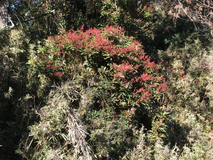「坐車比爬山還累的百岳」-郡大山