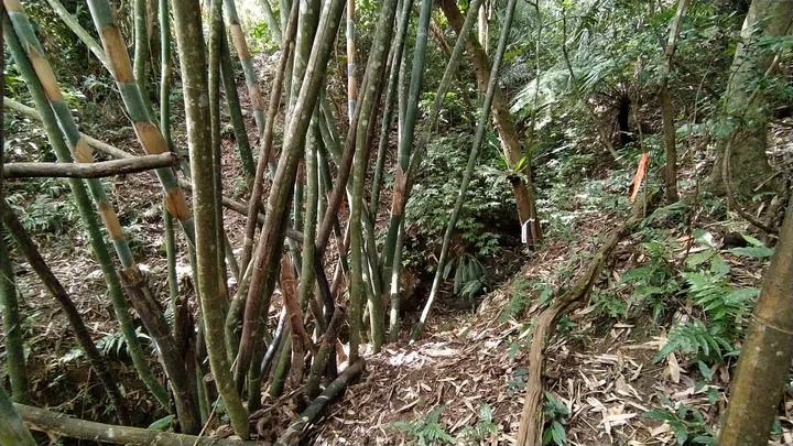 [樂山童盟] [新北坪林] 漁光國小通學古道-大舌湖步道-大舌湖越嶺古道-大舌湖山