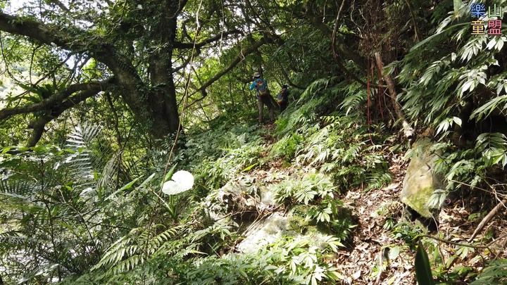 [樂山童盟] [新北坪林] 漁光國小通學古道-大舌湖步道-大舌湖越嶺古道-大舌湖山