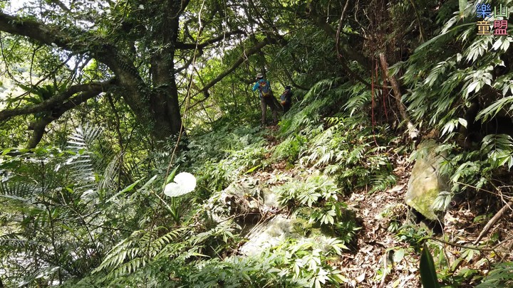 [樂山童盟] [新北坪林] 漁光國小通學古道-大舌湖步道-大舌湖越嶺古道-大舌湖山