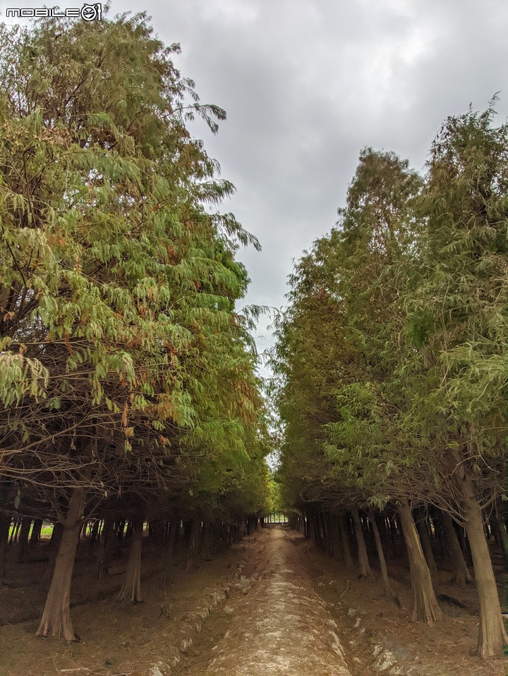 落羽松+油菜花 台南市六甲區菁埔濕地公園 01/09