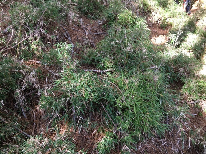 「坐車比爬山還累的百岳」-郡大山