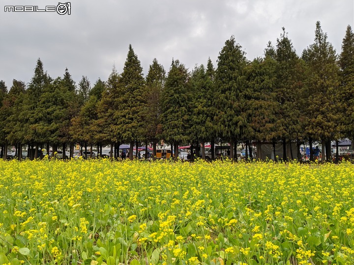 落羽松+油菜花 台南市六甲區菁埔濕地公園 01/09