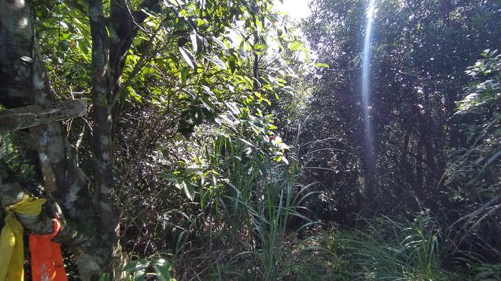 [樂山童盟] [新北坪林] 漁光國小通學古道-大舌湖步道-大舌湖越嶺古道-大舌湖山
