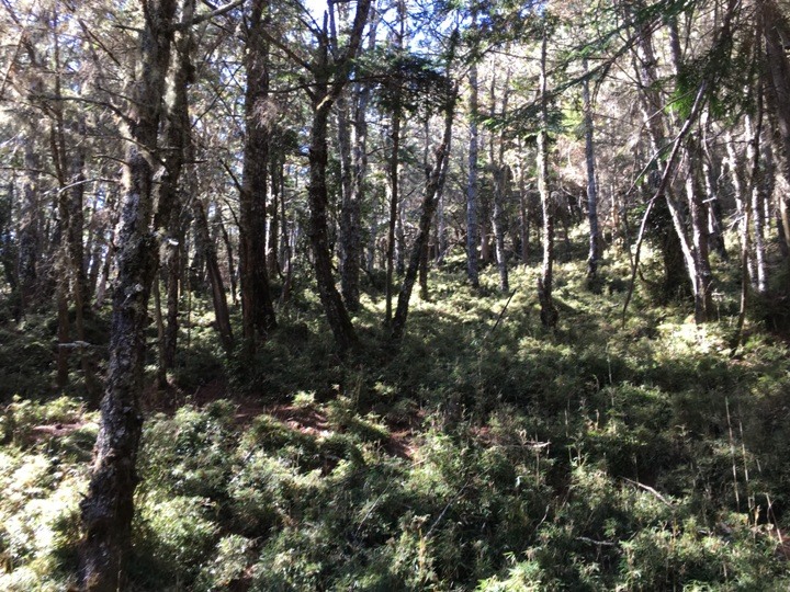 「坐車比爬山還累的百岳」-郡大山