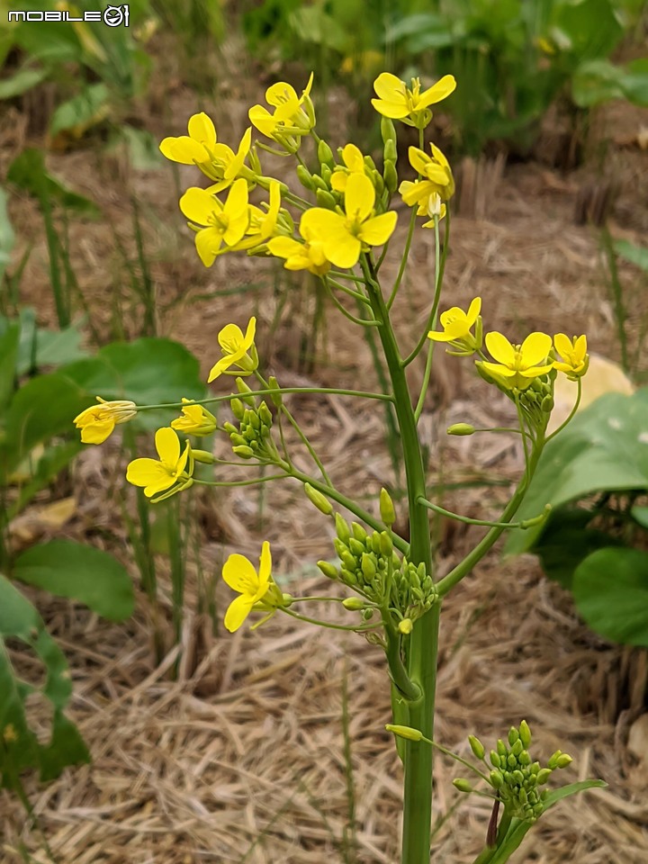 落羽松+油菜花 台南市六甲區菁埔濕地公園 01/09
