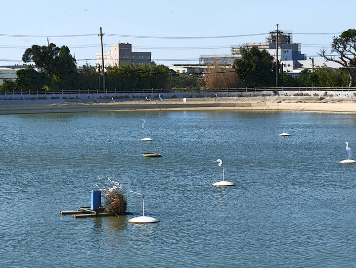 桃園 楊梅 富岡三連陂 －2018 地景藝術節之「粼粼波光、翩翩白影」，真鳥、假鳥、天上大鐵鳥歡聚一堂