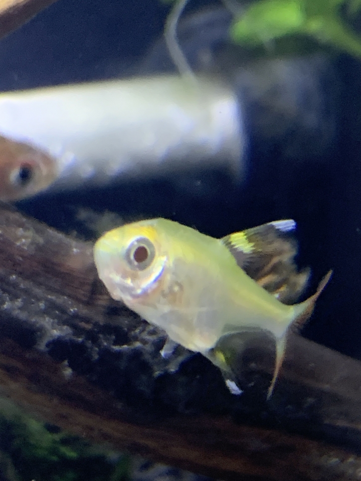 剛從水族帶回家的魚凸肚