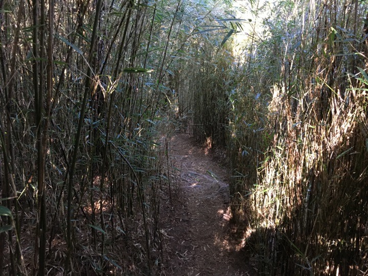 「坐車比爬山還累的百岳」-郡大山
