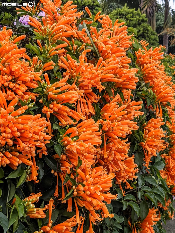 向日葵+炮仗花 台南市山上區 01/30