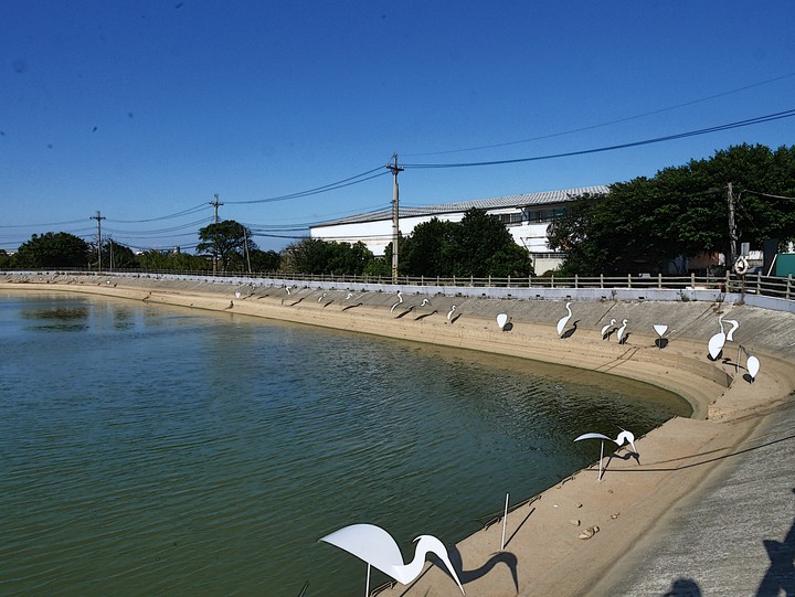 桃園 楊梅 富岡三連陂 －2018 地景藝術節之「粼粼波光、翩翩白影」，真鳥、假鳥、天上大鐵鳥歡聚一堂