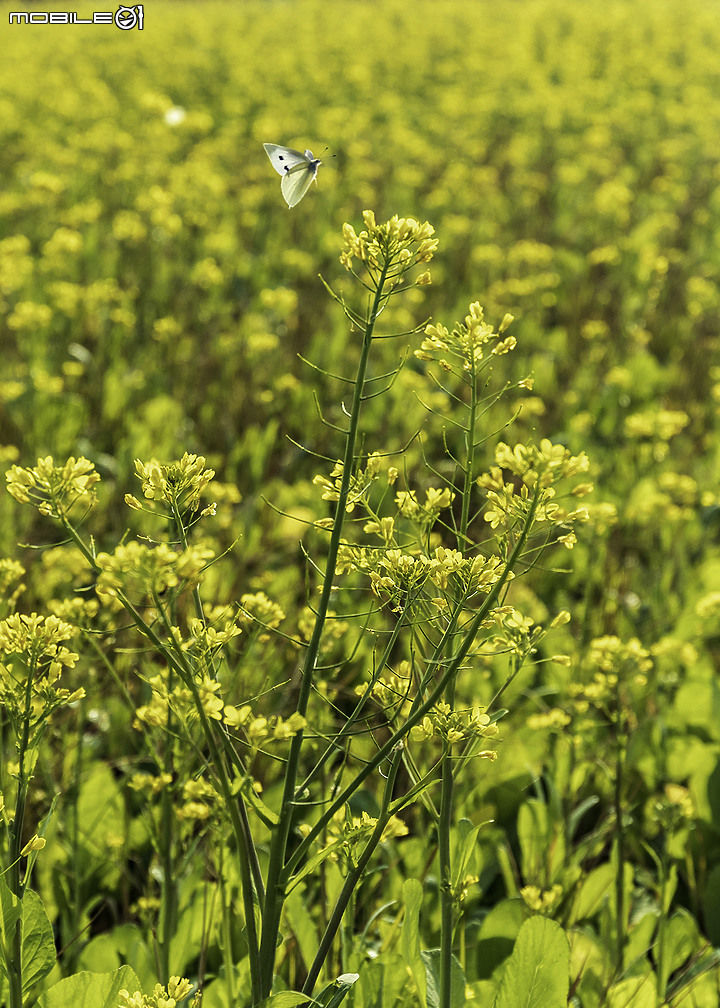 看見不一樣的，清晨的六甲菁埔埤落羽松