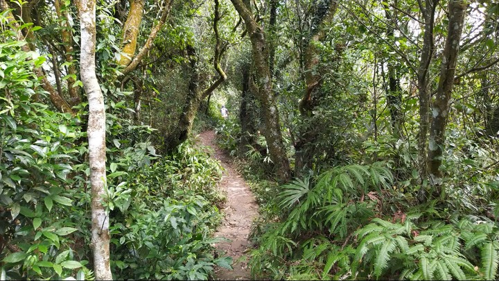 [樂山童盟] [台北文山] 二格山登山步道(南邦寮山-二格山)