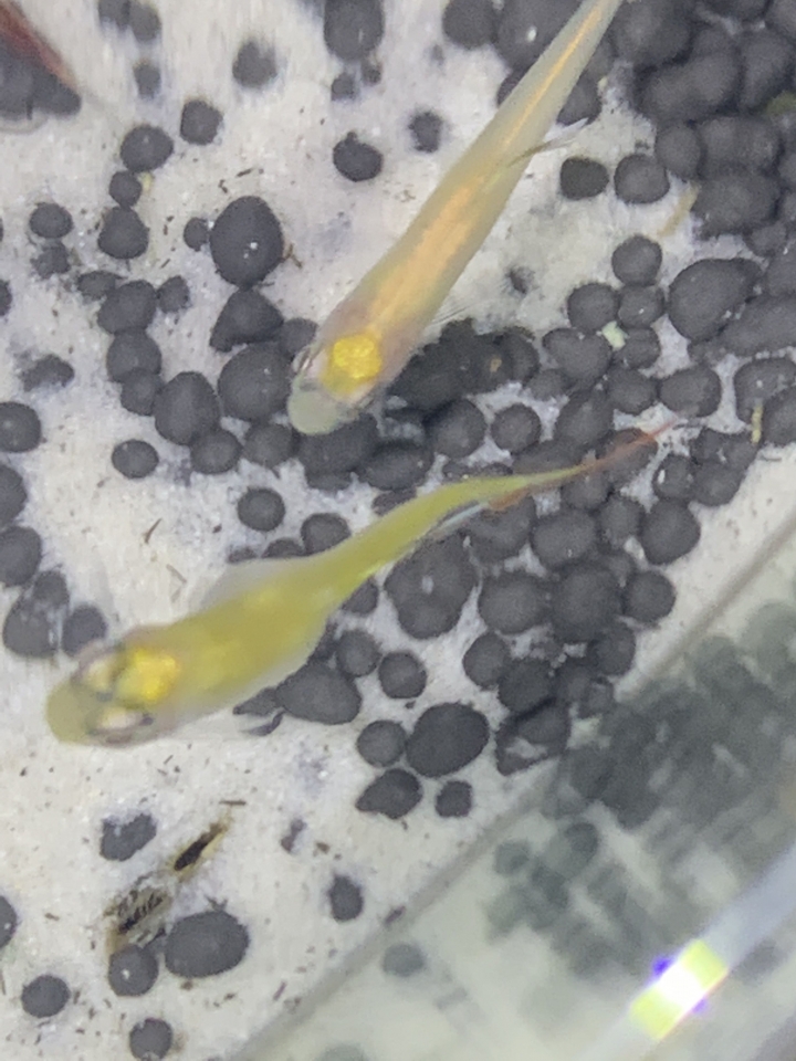 剛從水族帶回家的魚凸肚