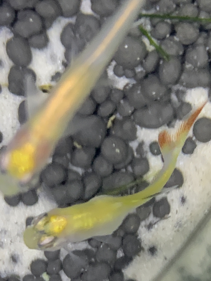 剛從水族帶回家的魚凸肚