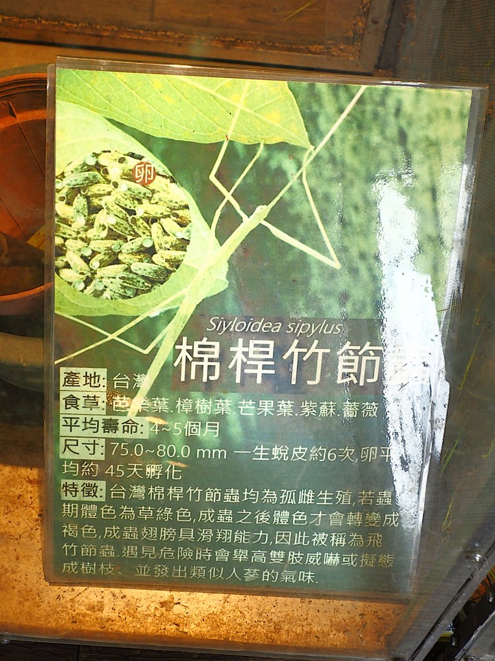 南投 埔里 木生昆蟲博物館 — 臺灣首座以昆蟲為主題的民間博物館 — 南投縣文化局「三五成群南投踏點趣」活動館舍之三