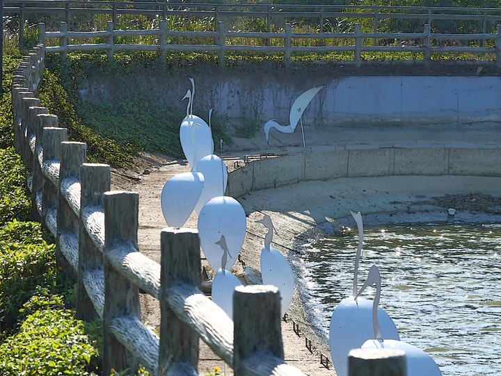 桃園 楊梅 富岡三連陂 －2018 地景藝術節之「粼粼波光、翩翩白影」，真鳥、假鳥、天上大鐵鳥歡聚一堂