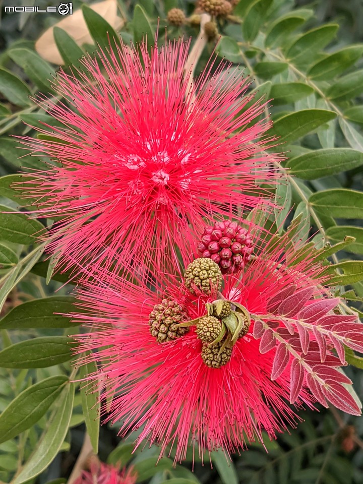 落羽松+油菜花 台南市六甲區菁埔濕地公園 01/09