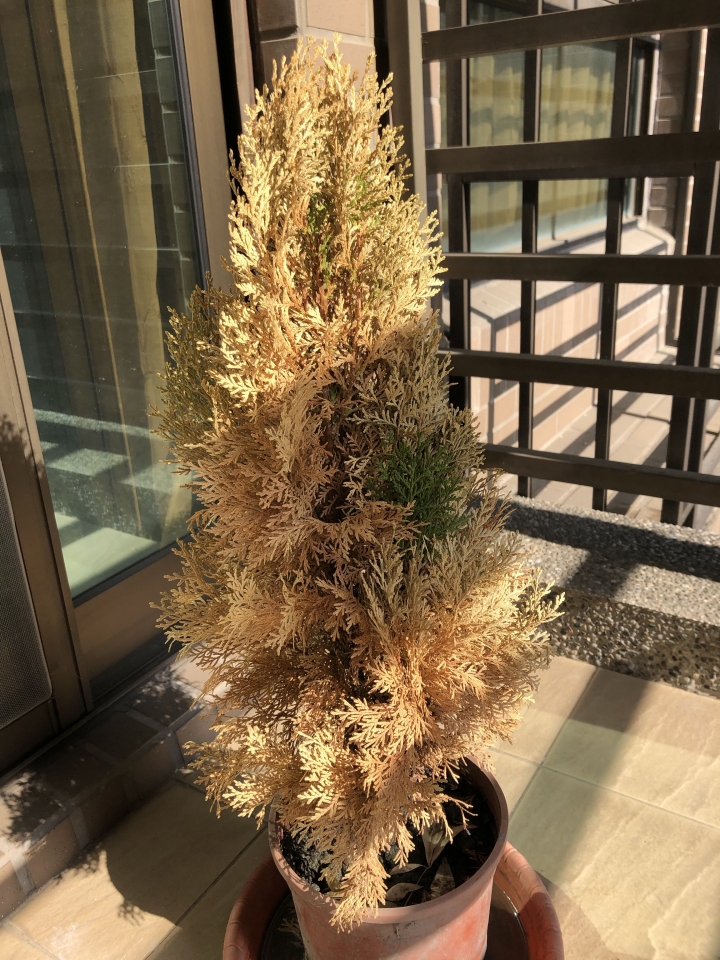 扁柏枯黃