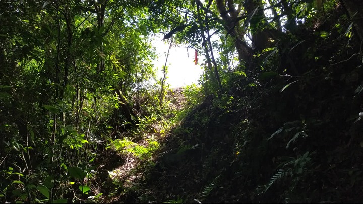 [樂山童盟] [新北坪林] 漁光國小通學古道-大舌湖步道-大舌湖越嶺古道-大舌湖山