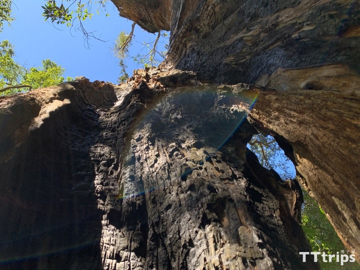新竹尖石童話森林|北得拉曼巨木步道一日健行