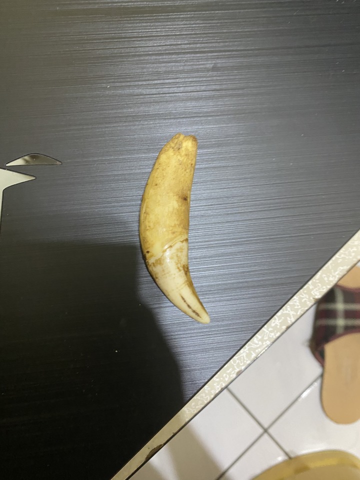 整理老房子找到的 不知道是什麼