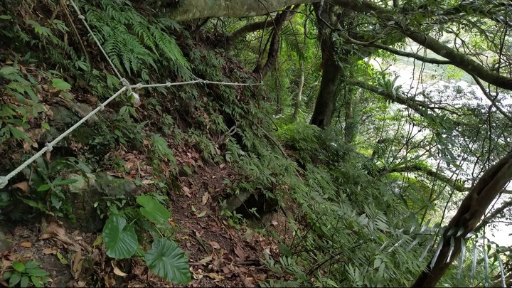 [樂山童盟] [新北坪林] 漁光國小通學古道-大舌湖步道-大舌湖越嶺古道-大舌湖山