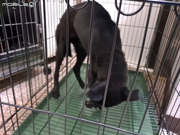 愛媽看到捕夾受傷斷腿小黑 通報照生會貓狗119南投分會前往救援