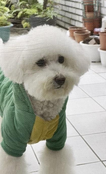 毛爸的功夫菜,準備好擄獲毛孩的胃