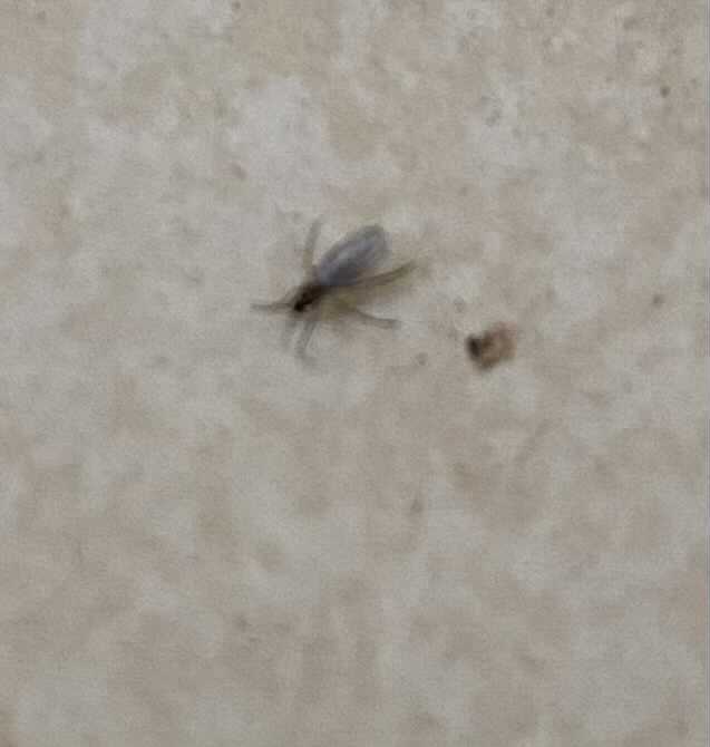 最近家裡很多小黑蟲
