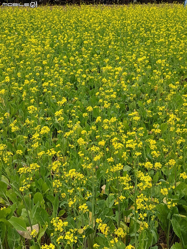 落羽松+油菜花 台南市六甲區菁埔濕地公園 01/09