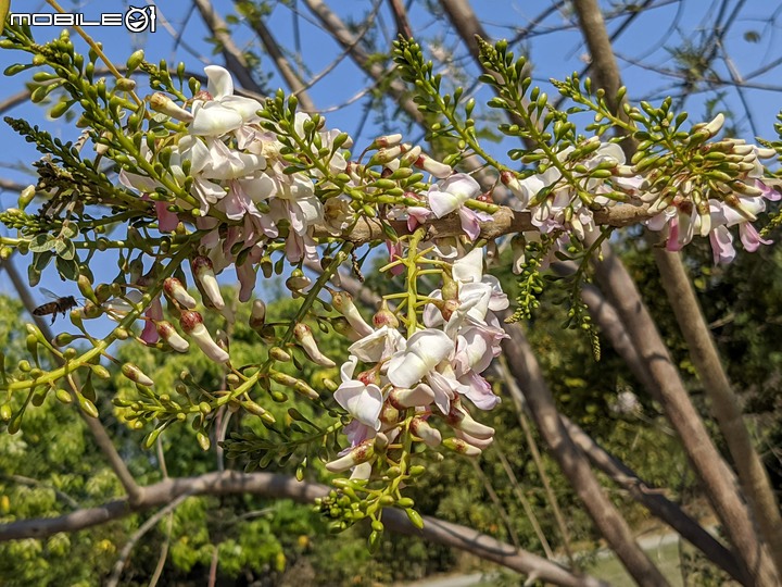 南洋櫻 台南市安平區湖濱水鳥公園 02/21