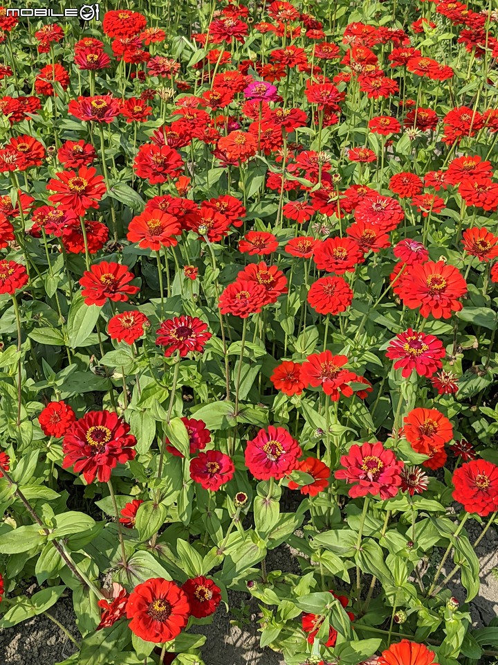 百日菊花海 高雄市杉林區181縣道 02/15