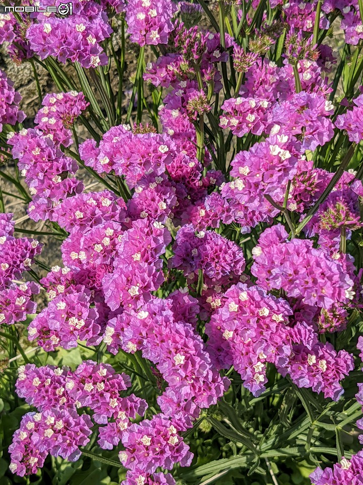 星辰花+重瓣麻葉繡球花 嘉義市西區頭港里 02/06