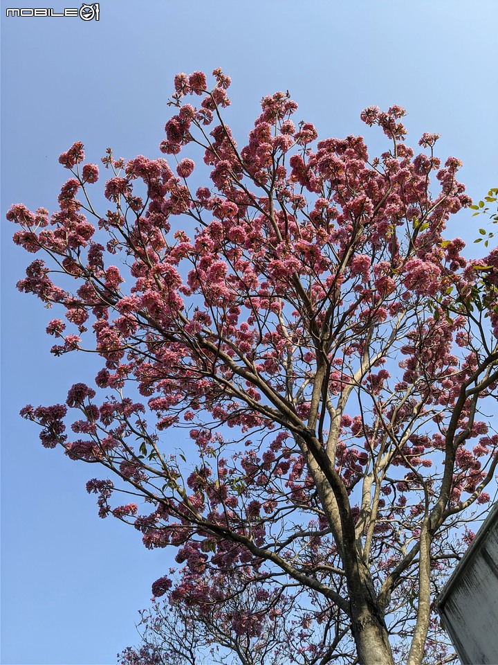 洋紅風鈴木 台南市東區林森路二段 01/31
