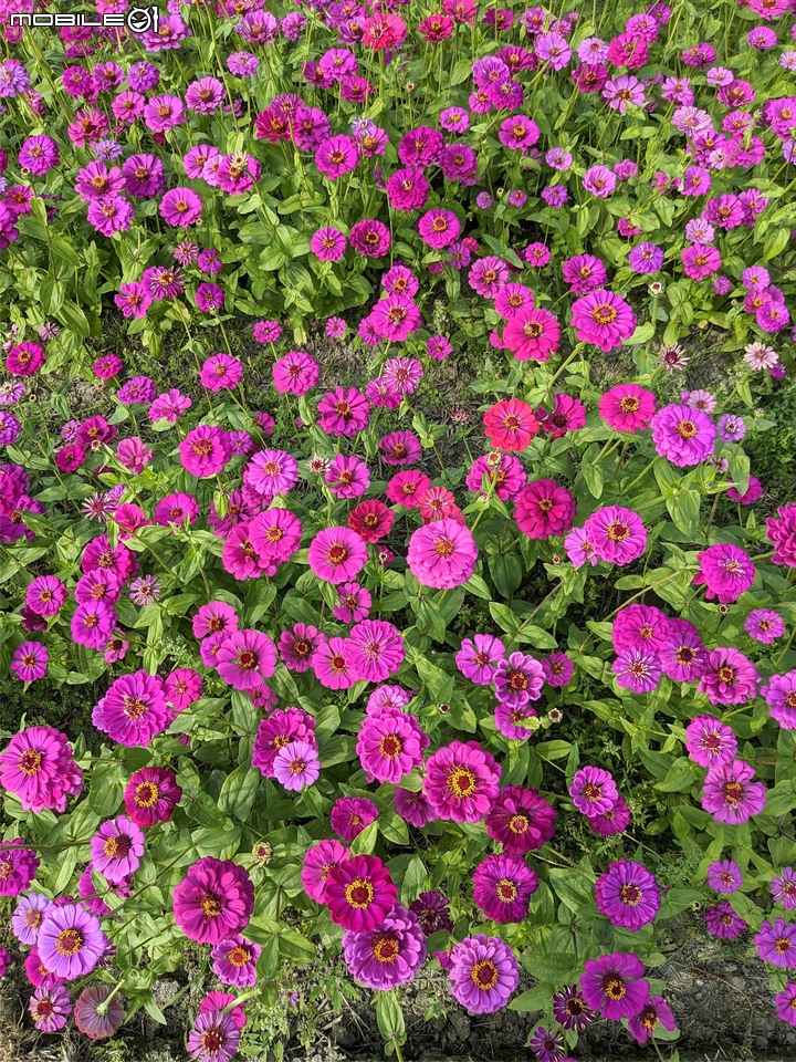 百日菊花海 高雄市杉林區181縣道 02/15