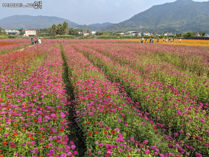 百日菊花海 高雄市杉林區181縣道 02/15