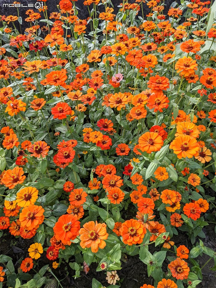 百日菊花海 高雄市杉林區181縣道 02/15