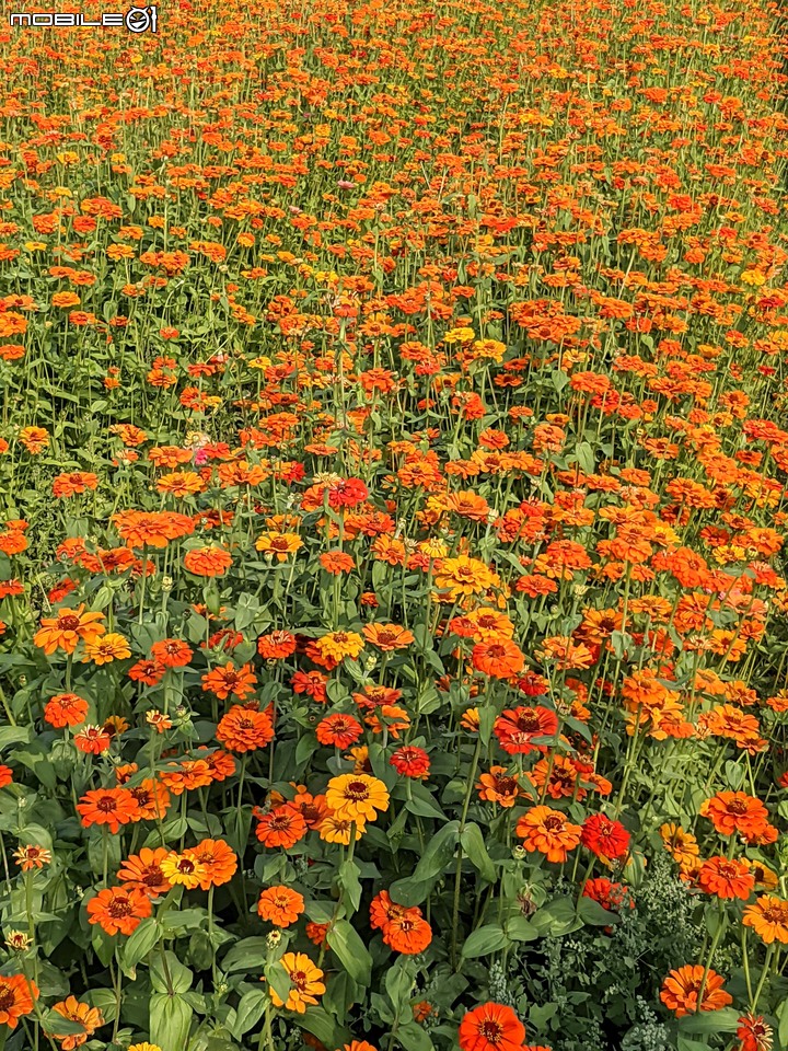 百日菊花海 高雄市杉林區181縣道 02/15