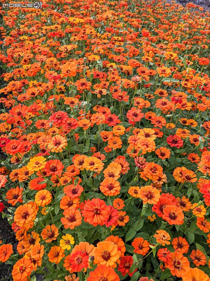 百日菊花海 高雄市杉林區181縣道 02/15