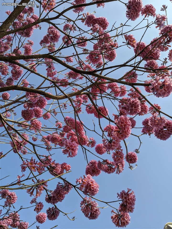 洋紅風鈴木 台南市東區林森路二段 01/31