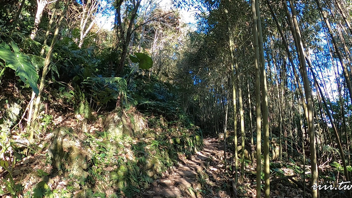 賞楓聖地・馬那邦山Y字連走細道邦山