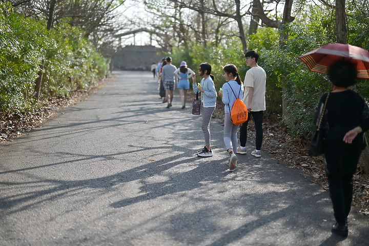 新埤鄉獅頭社區大葉欖仁綠色隧道，和來義鄉南和村連莊景觀餐廳。