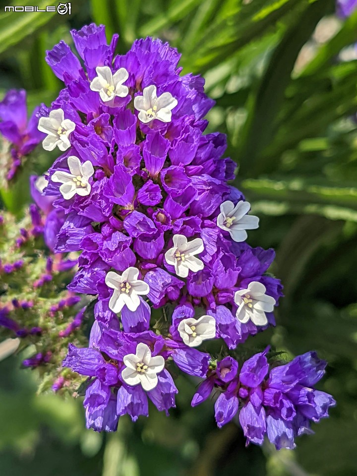 星辰花+重瓣麻葉繡球花 嘉義市西區頭港里 02/06