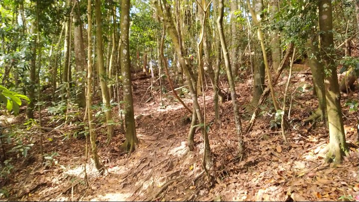 [樂山童盟] [台中和平] 谷關七雄-屋我尾山(大雪山林道登山口31.2K)