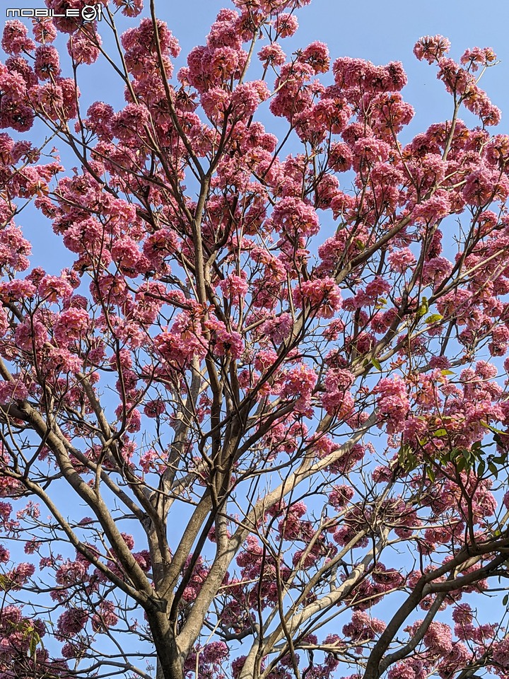 洋紅風鈴木 台南市東區林森路二段 01/31