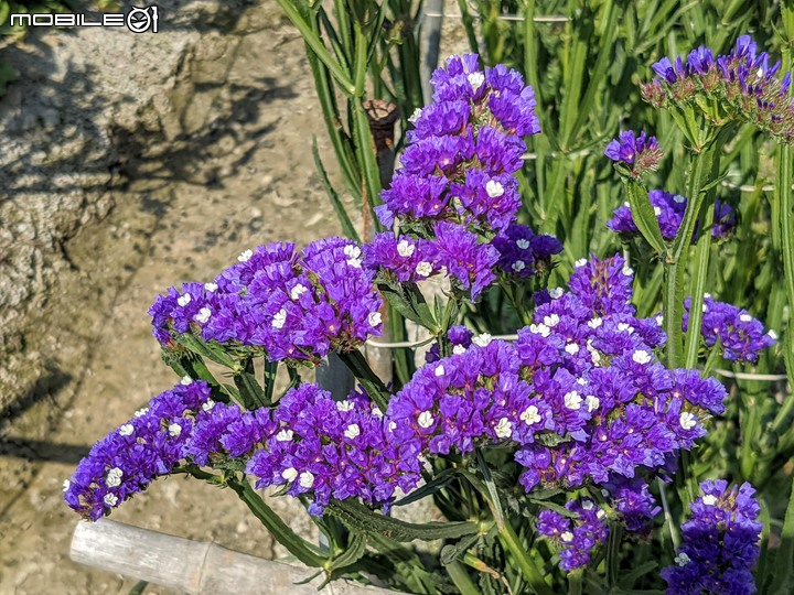 星辰花+重瓣麻葉繡球花 嘉義市西區頭港里 02/06